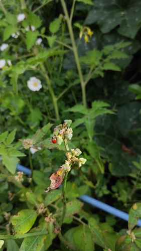 Spotless Lady Beetle