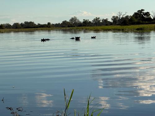 Common Hippopotamus