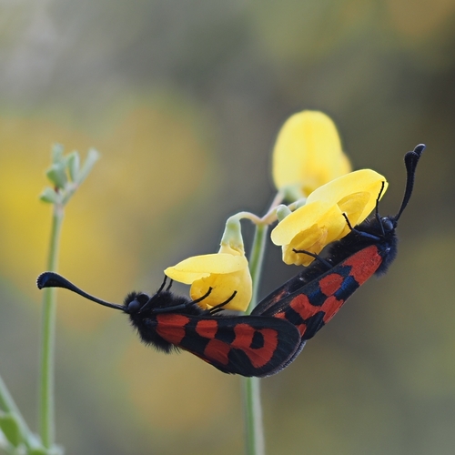 Zygaena alluaudi
