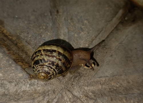 Cornu aspersum