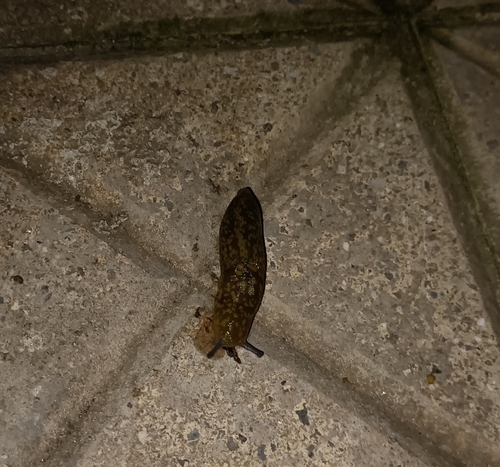 Limacus flavus