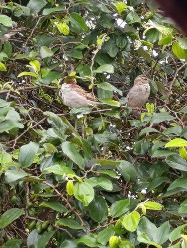 House Sparrow