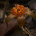 Tiputinia foetida - Photo (c) pbertner, todos os direitos reservados, uploaded by pbertner