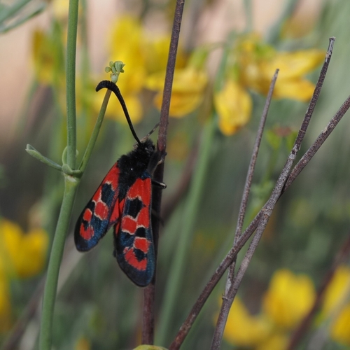 Zygaena algira