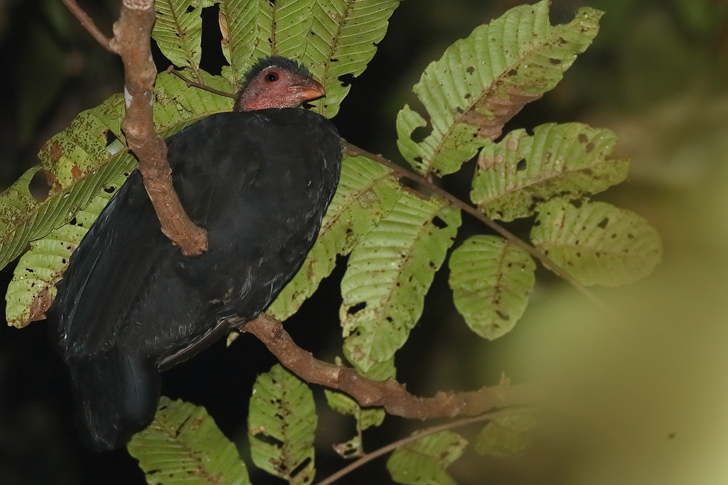 Red-legged Brushturkey photo