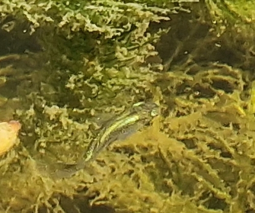 Gambusia holbrooki