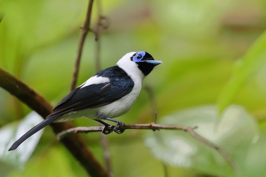 Frilled Monarch (Arses telescopthalmus) photo