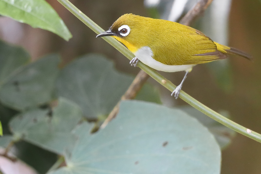 Black-fronted White-eye (Zosterops minor) photo