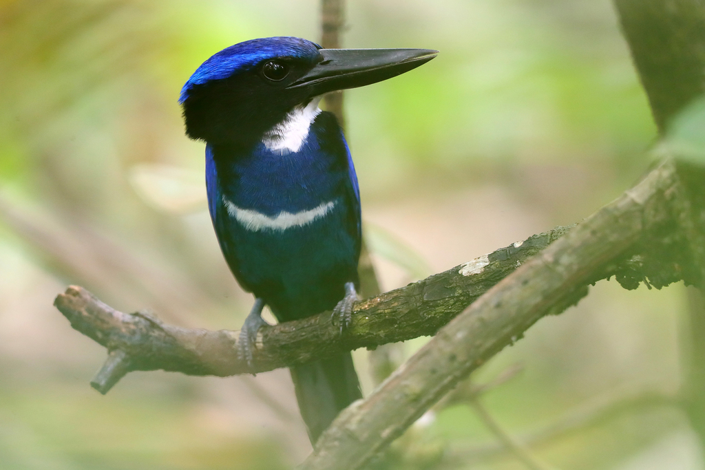 Blue-black Kingfisher (Todiramphus nigrocyaneus) photo