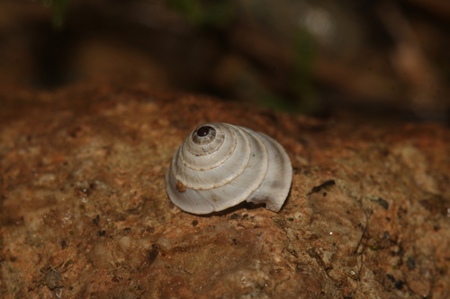Trochoidea elegans