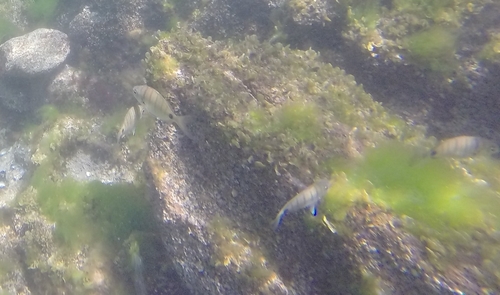 Diplodus cadenati