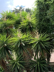 Image of Yucca gigantea