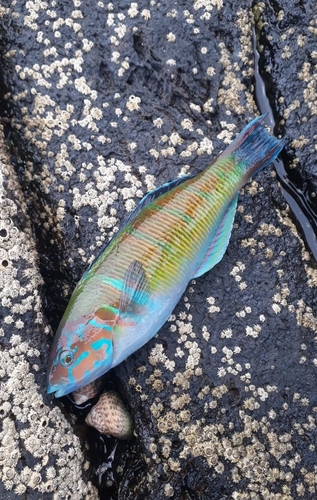 Thalassoma pavo