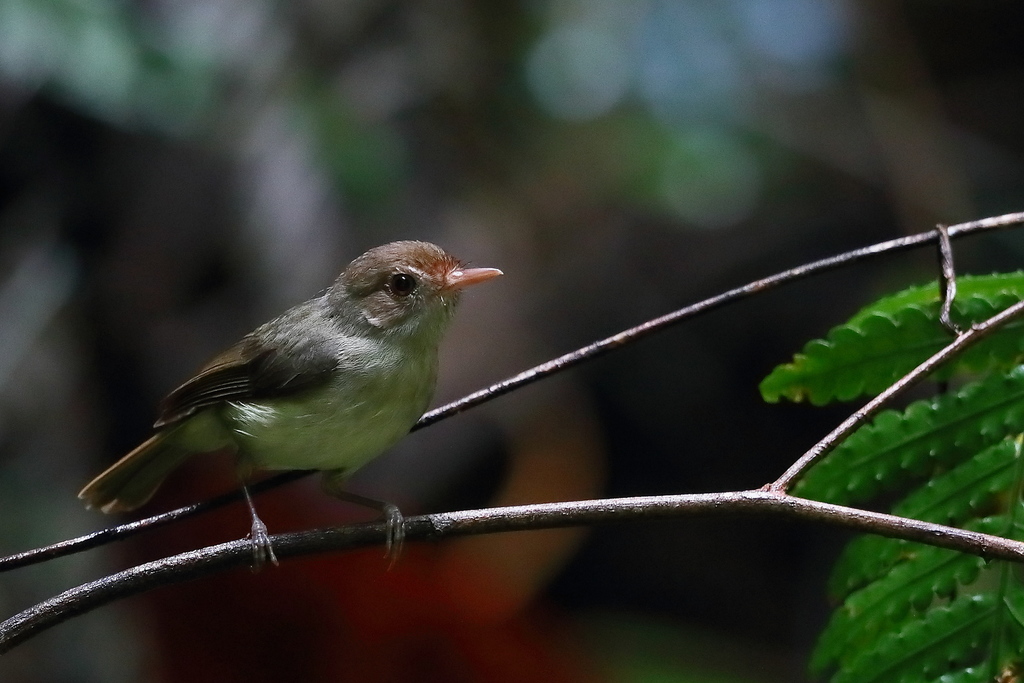 Pale-billed Scrubwren (Aethomyias spilodera) photo