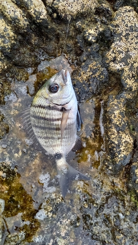 Diplodus cadenati