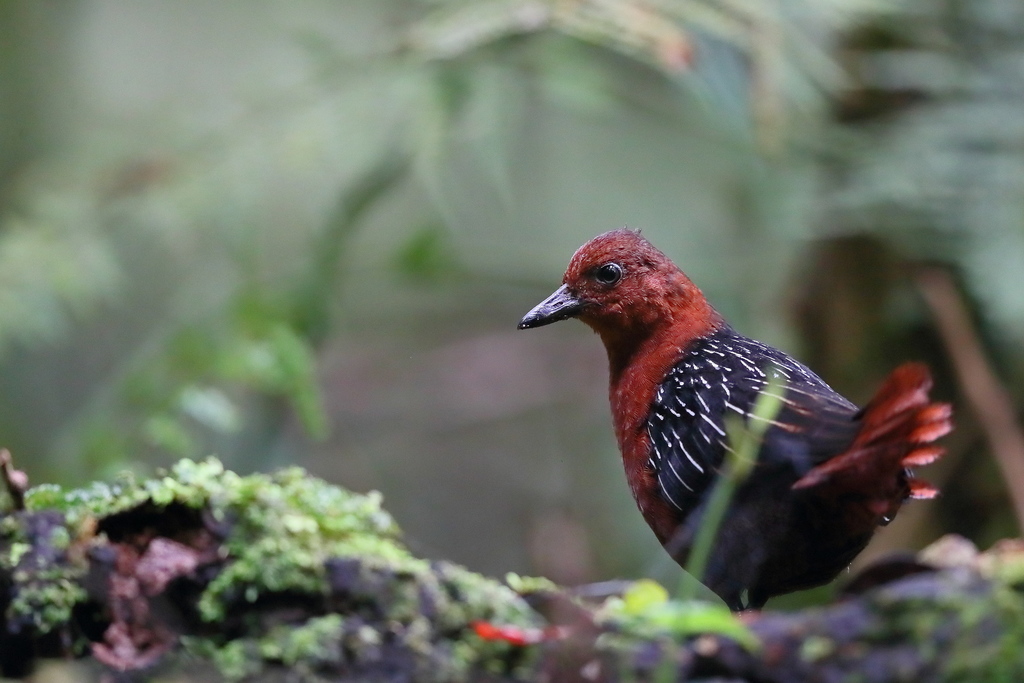 White-striped Forest Rail (Rallicula leucospila) photo