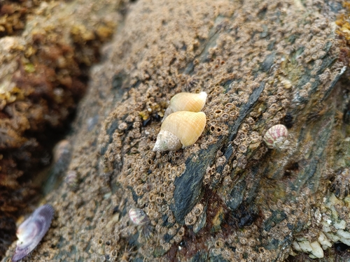 Nucella lapillus