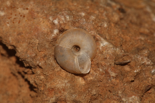 Caracollina lenticula
