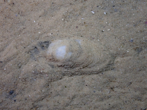 sand slug