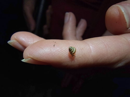 Cochlicella barbara