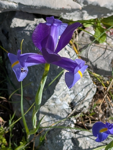 Avistamiento Iris azul de las marismas (Iris xiphium)