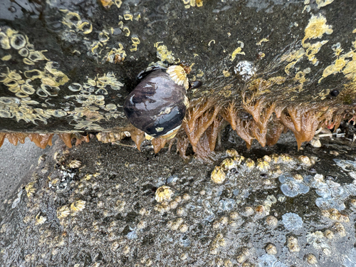 Tegula funebralis