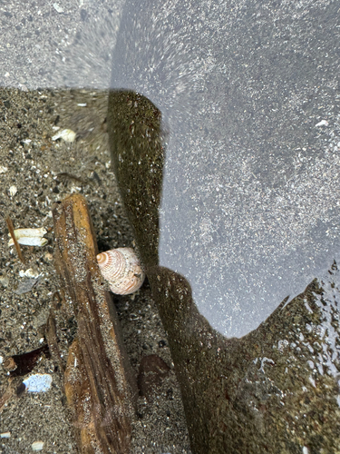Caesia fossata