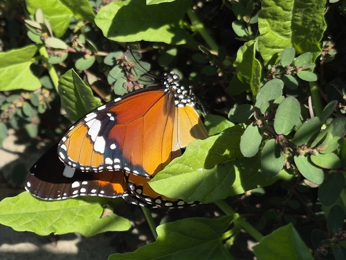 Plain Tiger Butterfly