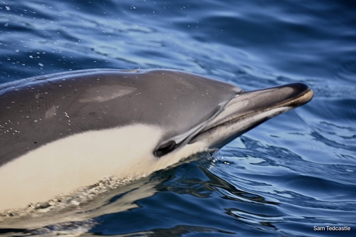 Delphinus delphis