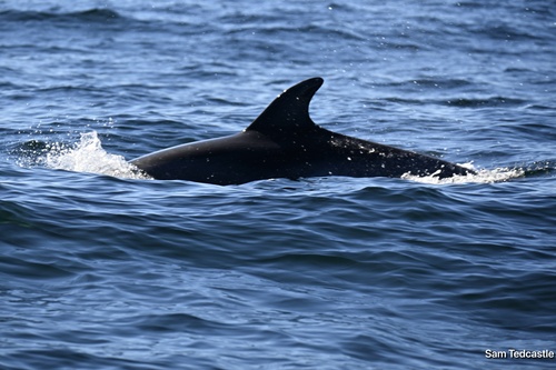 Tursiops truncatus