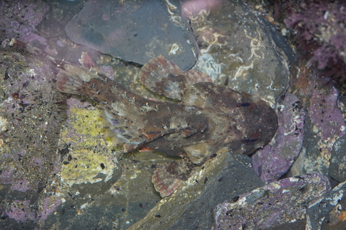 Scorpaena porcus