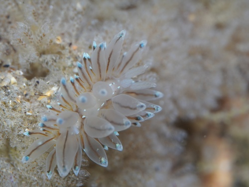 Antiopella cristata