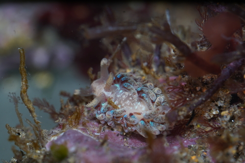 Facelina auriculata