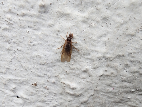 Brachymyrmex pilipes