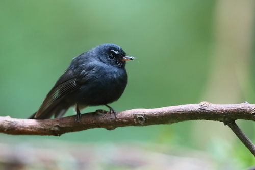 Black Fantail