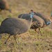 Helmeted Guineafowl - Photo (c) Chien Lee, all rights reserved, uploaded by Chien Lee