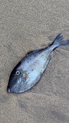 Aluterus monoceros