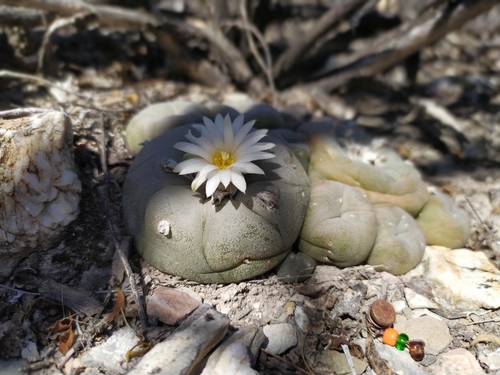 Lophophora diffusa
