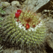 Mammillaria canelensis - Photo (c) Jonathan Mohl, todos los derechos reservados, uploaded by Jonathan Mohl
