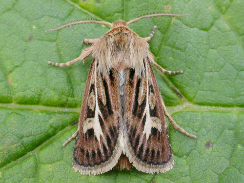 Antler Moth