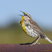 Lilian's Meadowlark - Photo (c) Michael Gray, all rights reserved, uploaded by Michael Gray