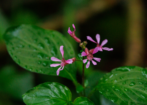 Cuphea racemosa