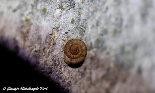 Cernuella cisalpina