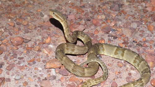 Yarará Lancehead