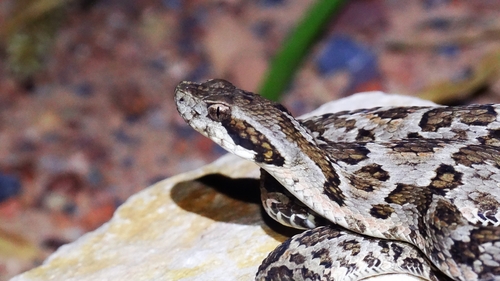 Caatinga Lancehead