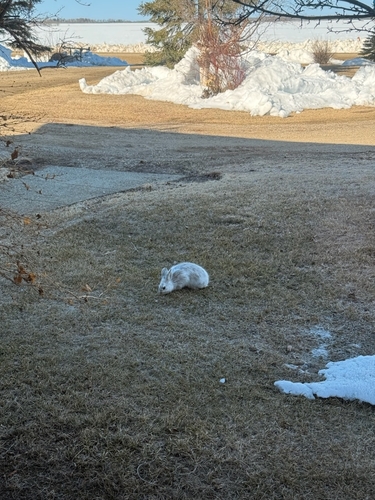 Snowshoe Hare