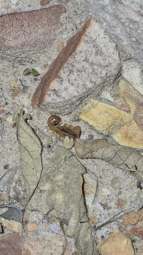Tityus stigmurus