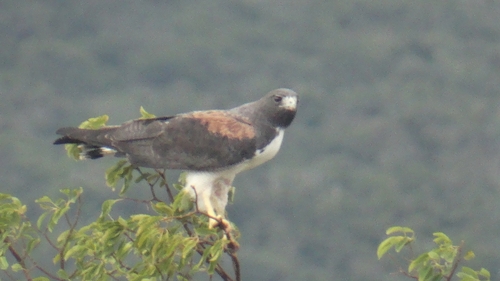 White-tailed Hawk