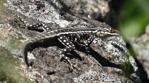 Tropidurus pinima