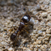 Immigrant Pavement Ant - Photo (c) MaLisa Spring, all rights reserved, uploaded by MaLisa Spring